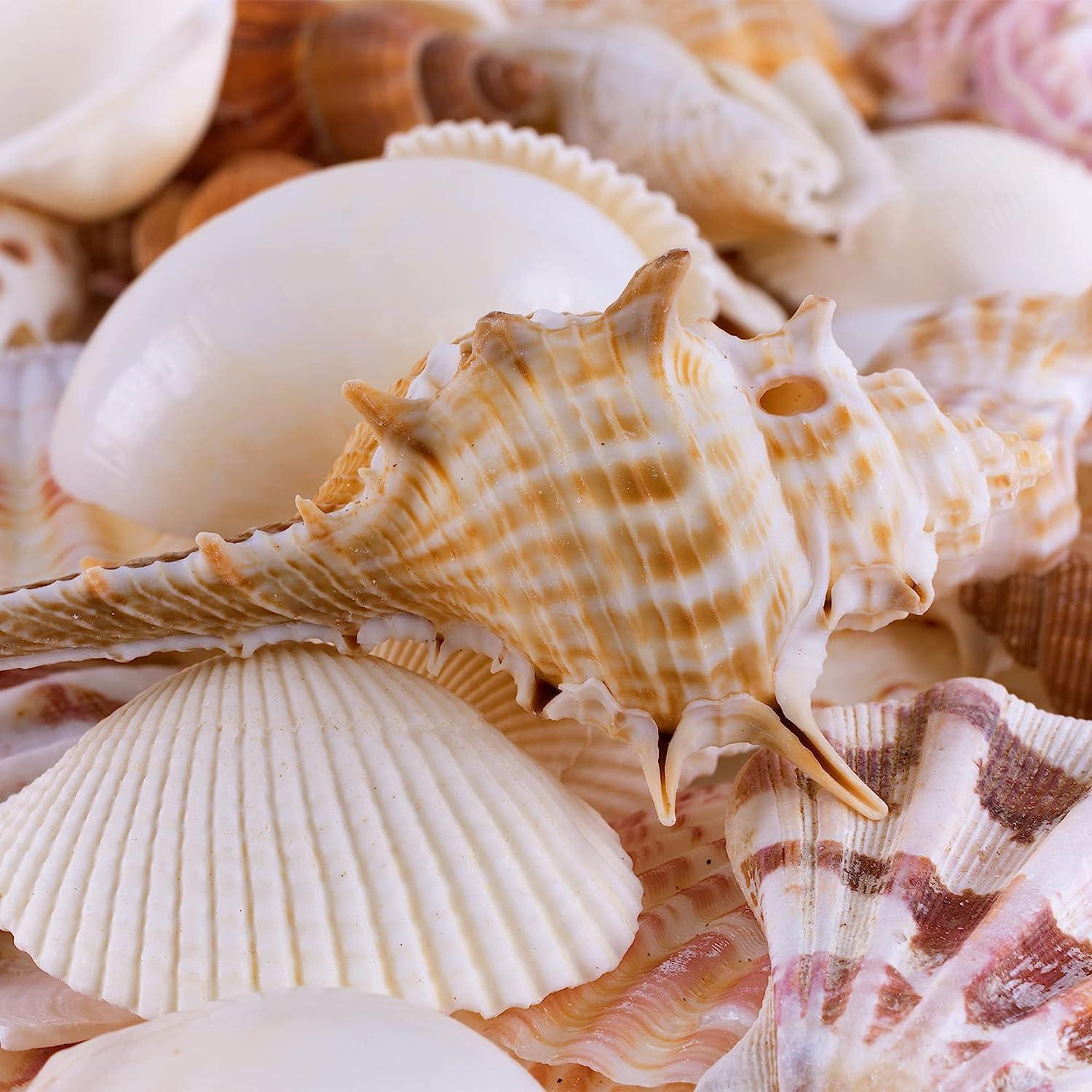 50 Teeny Tiny Top Shells for Seashell Art, Tiny Colorful Craft