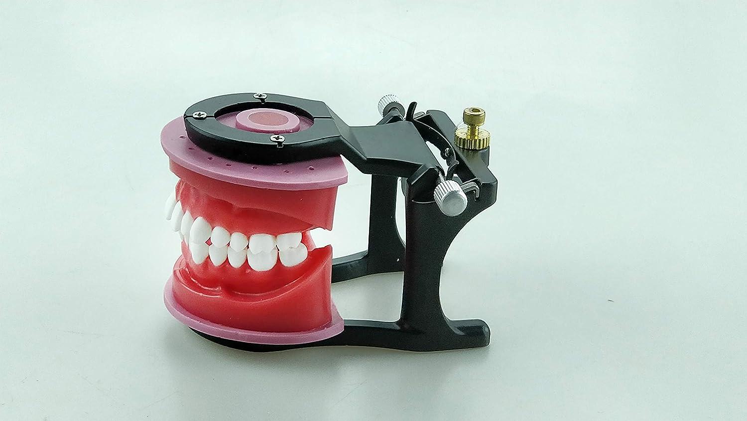 AlexaDentalStudio O001 Dental Training Model Orthodontic Wax Typodont