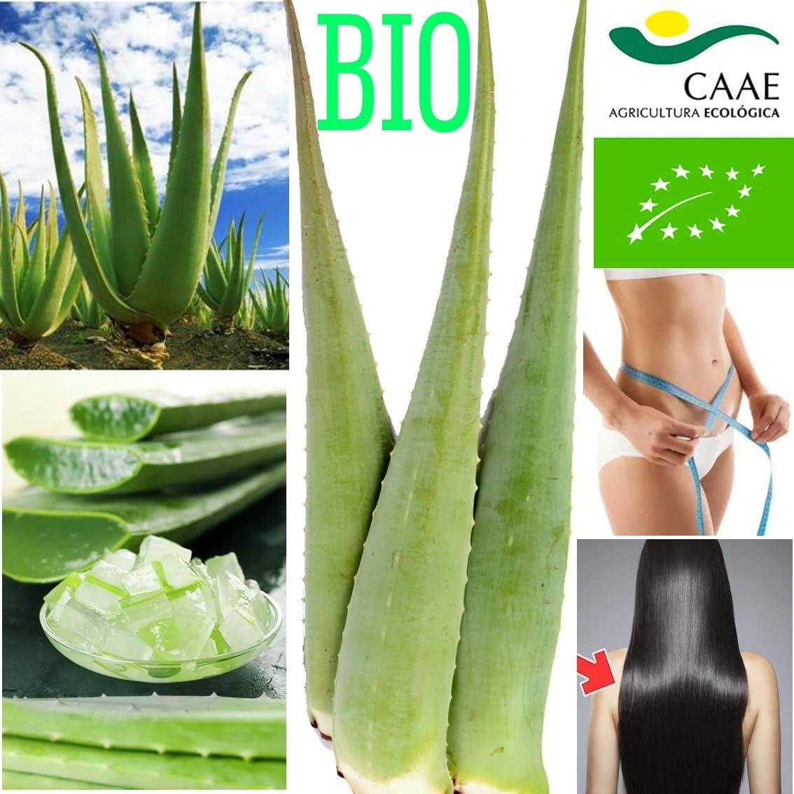 ekamedica aloes EKAMEDICA Żel z żyworódki + aloes main image 1