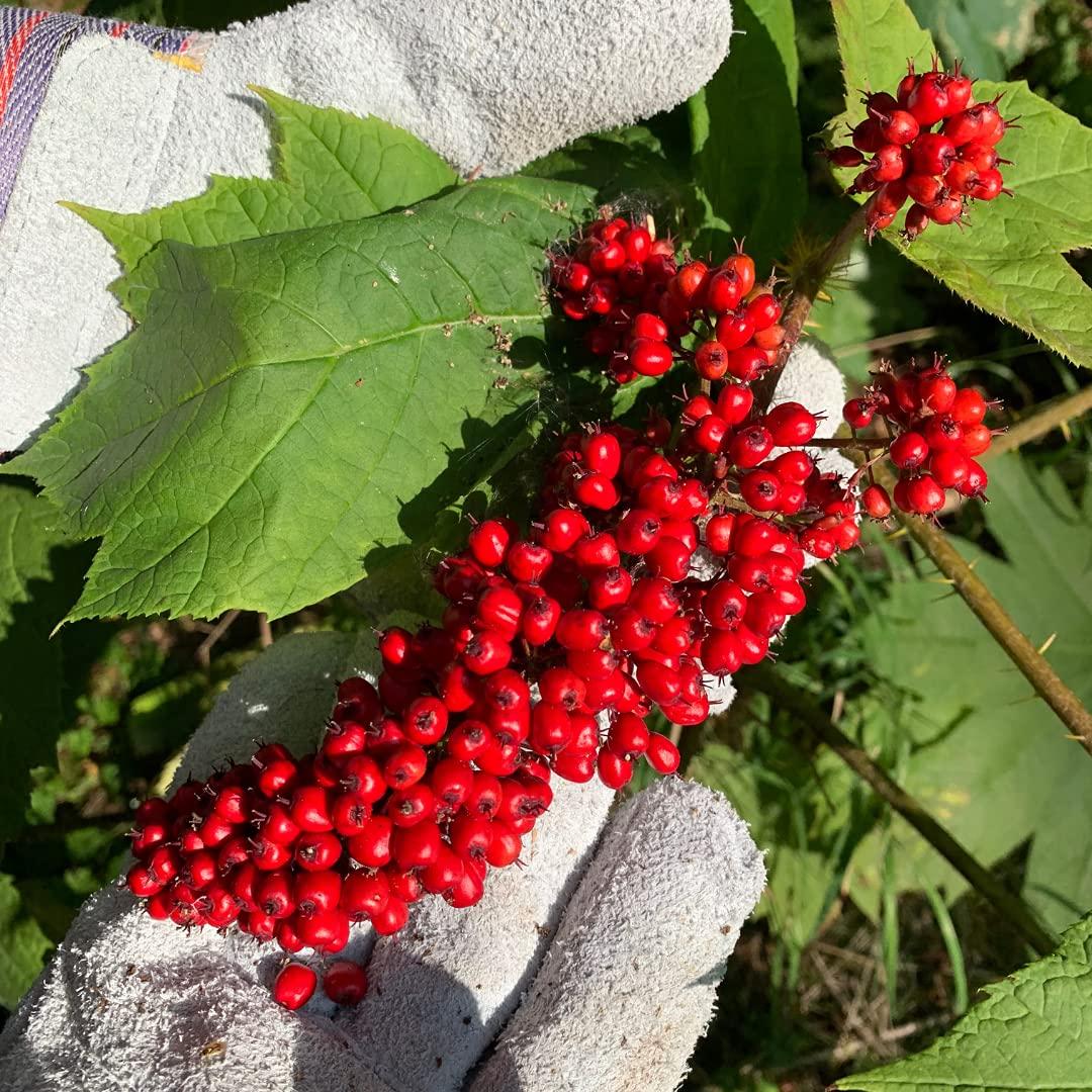 Alaska Devil's Club Salve Natural Herbal Pain Relief for Relieving