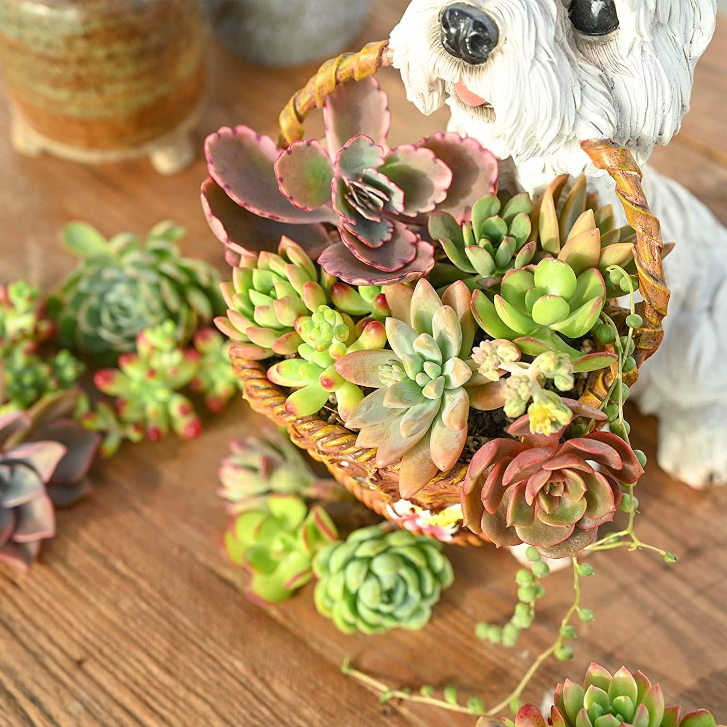 ruby necklace succulent Ruby Necklace