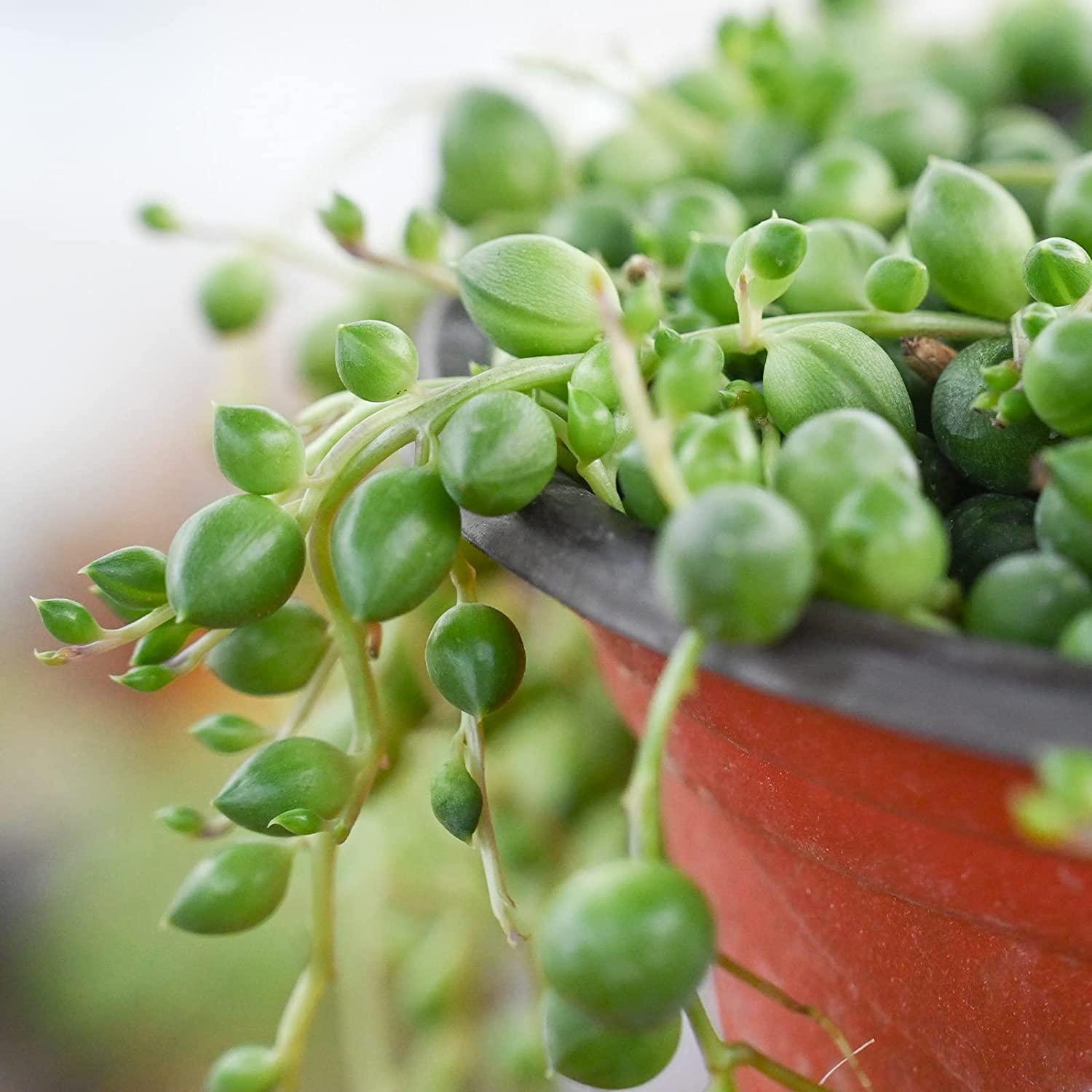 String of Pearls, Hanging Succulent, Trailing Succulent, Indoor Houseplant, Live Plant in 2, 4, 6 Pot