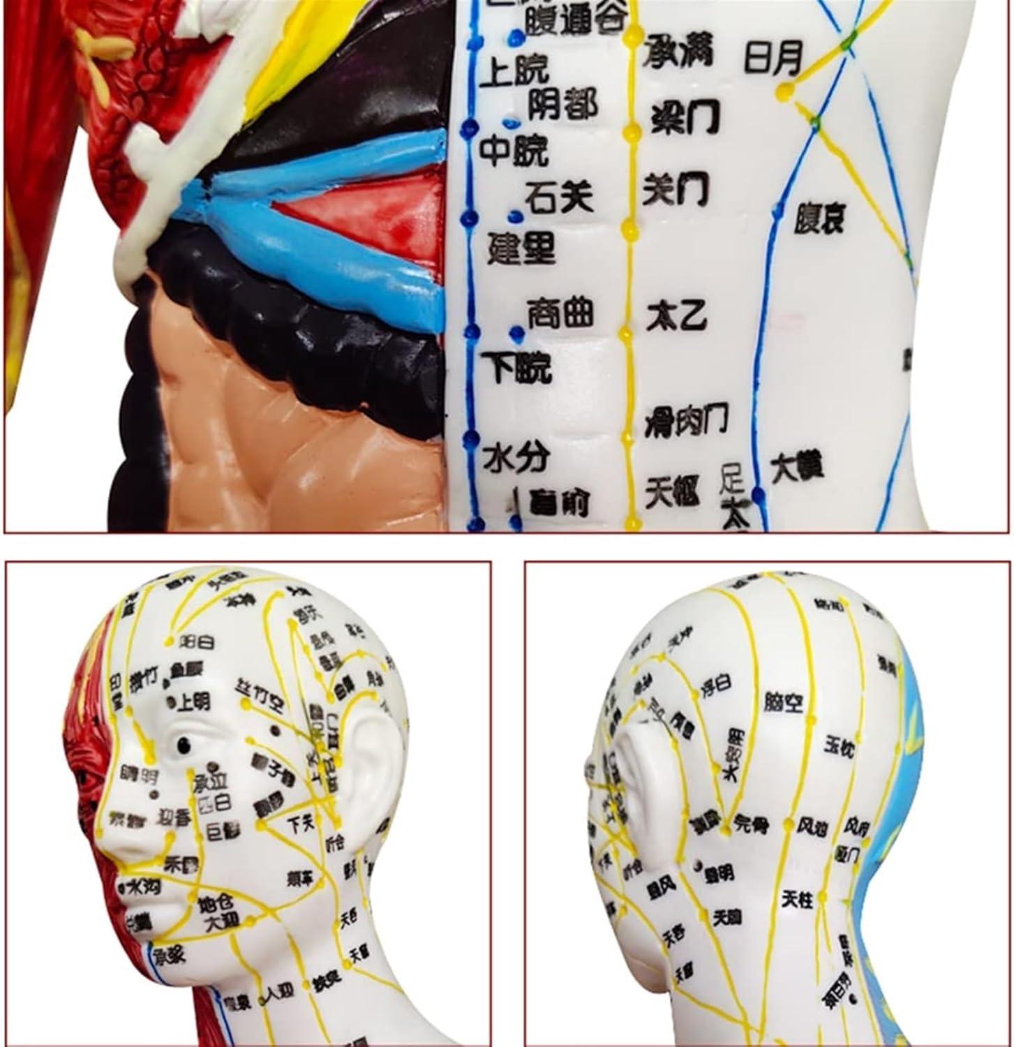 Acupuncture and Muscle Anatomical Male Model Pressure Point and ...