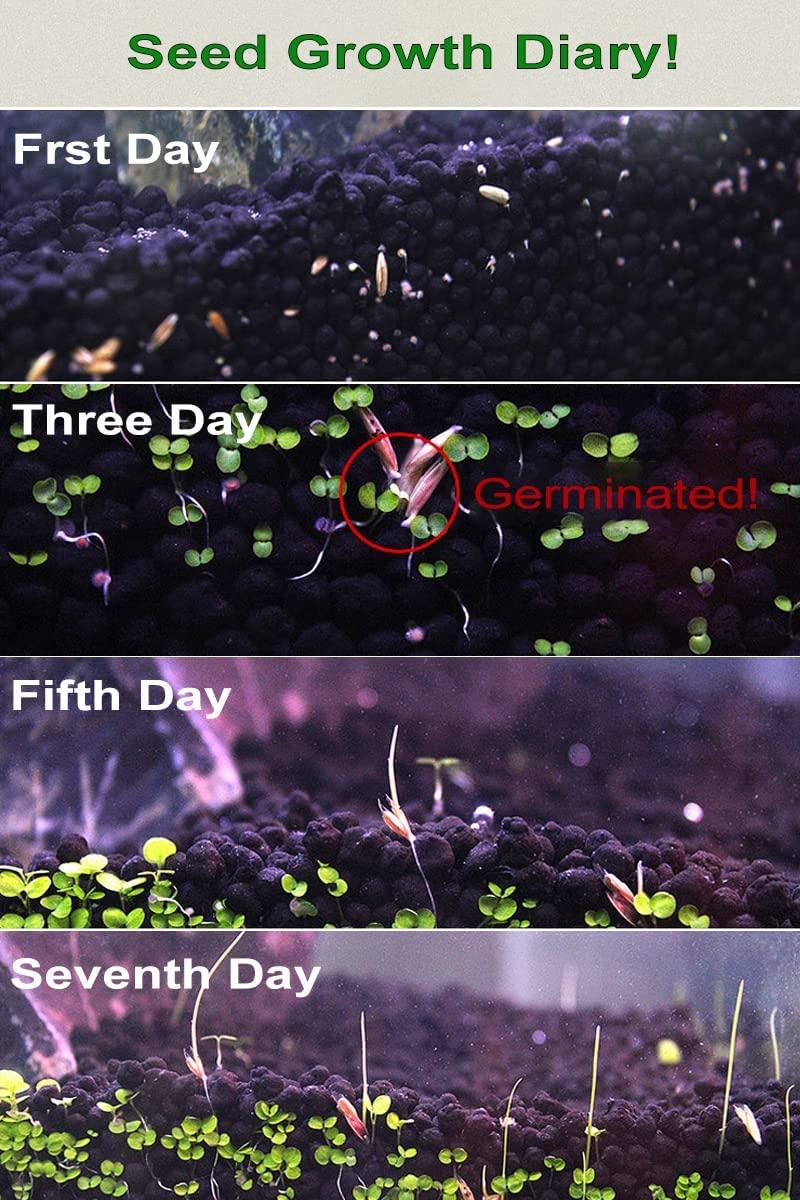 Live Aquarium Grass Seeds Fast Growing Carpet & Mini Leaf Hair Grass