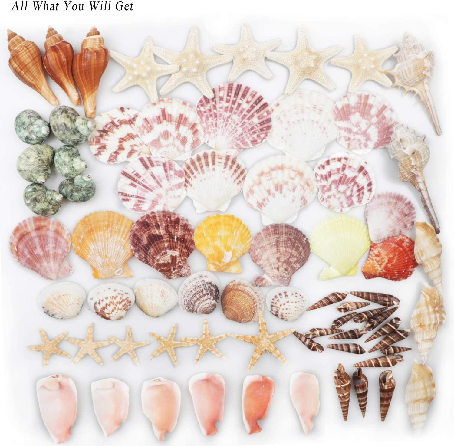 Shells, seashells and coral home decor