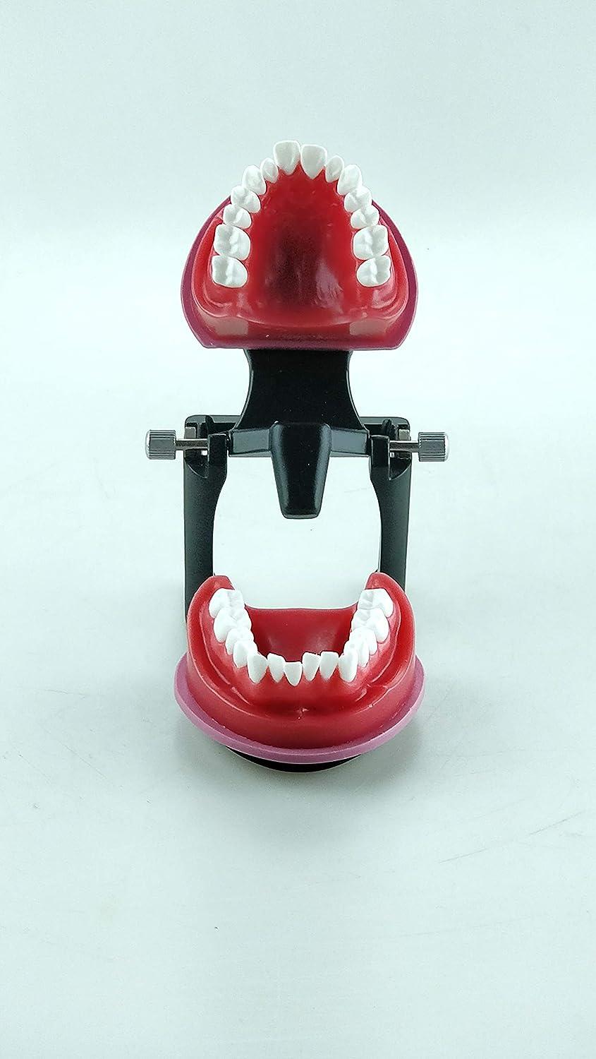 AlexaDentalStudio O001 Dental Training Model Orthodontic Wax Typodont