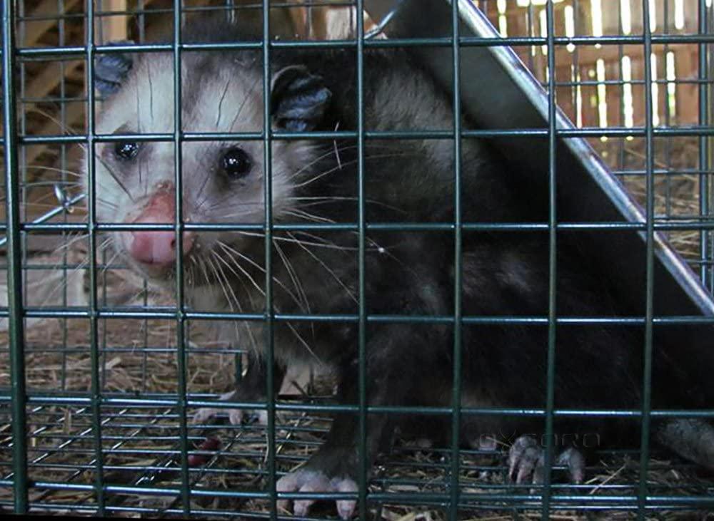 OxGord Live Animal Trap 24 x 7 x 7 Catch Release Humane Rodent
