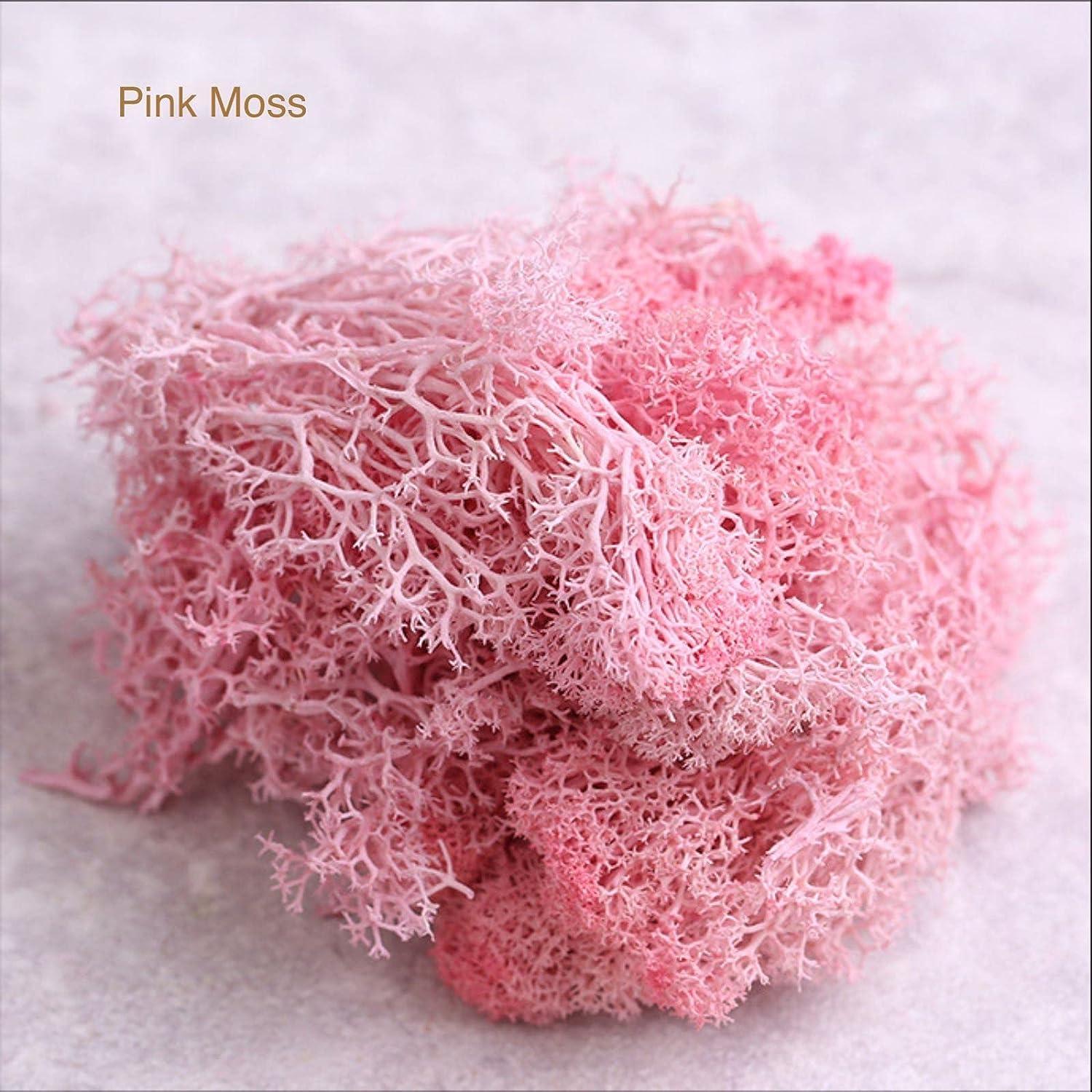 9 OZ Preserved Moss, Natural Live Moss, Fake Moss for Potted Plants