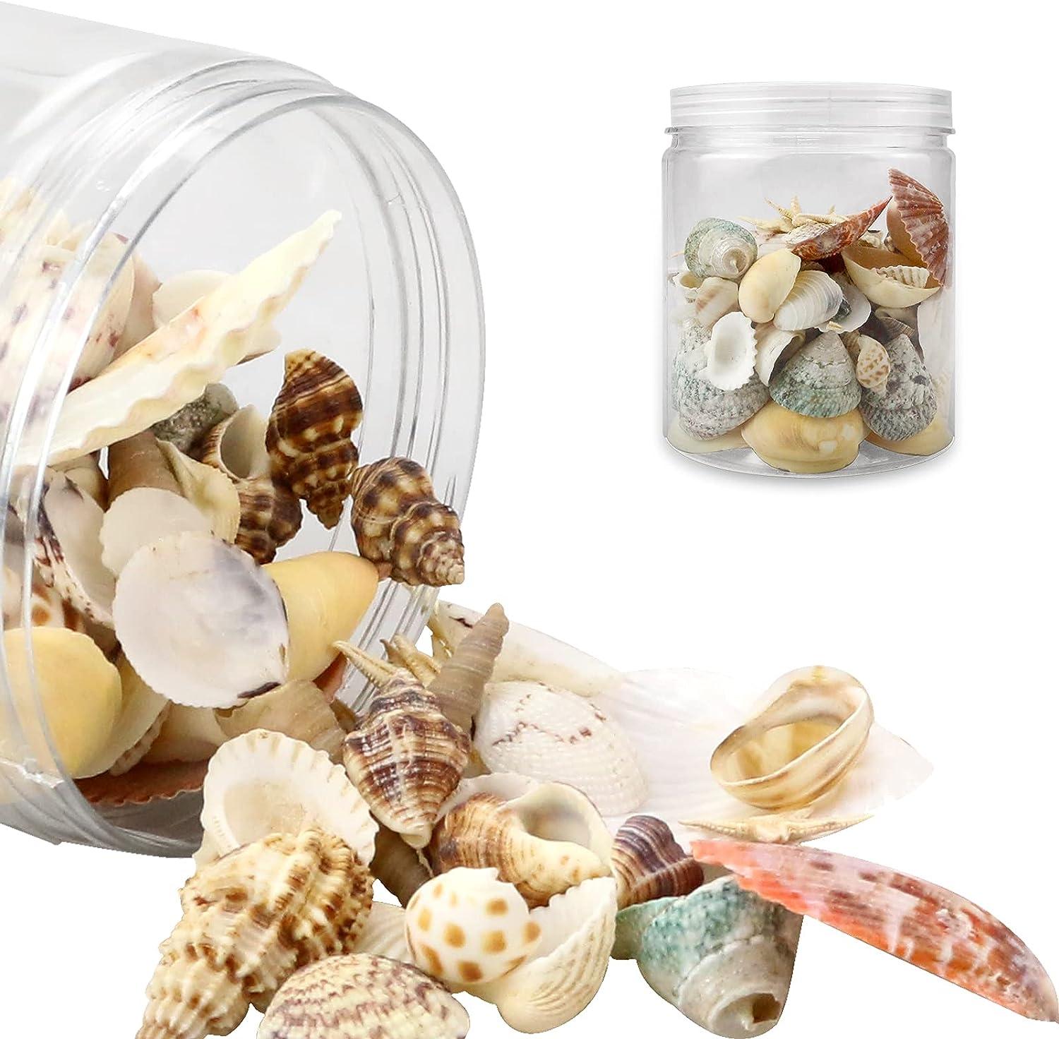 Weoxpr 2000 Pcs Tiny Sea Shells for Crafting,Mixed Ocean Beach Mini  Seashells Bulk for Home Decorations,Beach Theme Party, Small Shells for  Craft