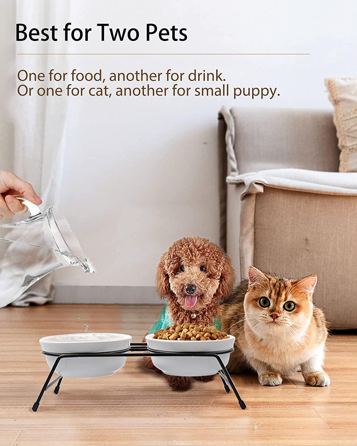 Best cat bowls top for water