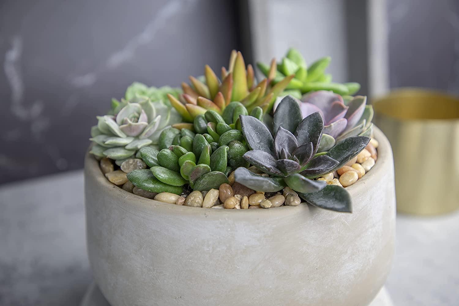Succulents Plants Live 6PK - Potted Cactus & Houseplants by Plants for Pets  | Buy Now with Express International Delivery | GoSupps.com
