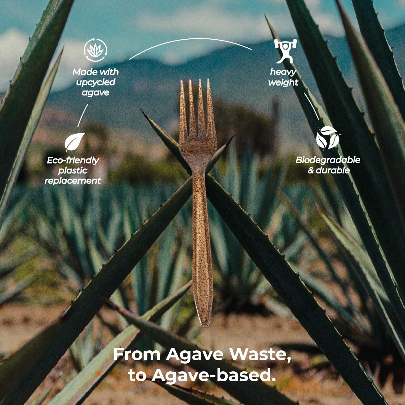 agave victoria reginae compacta Agave victoriae-reginae