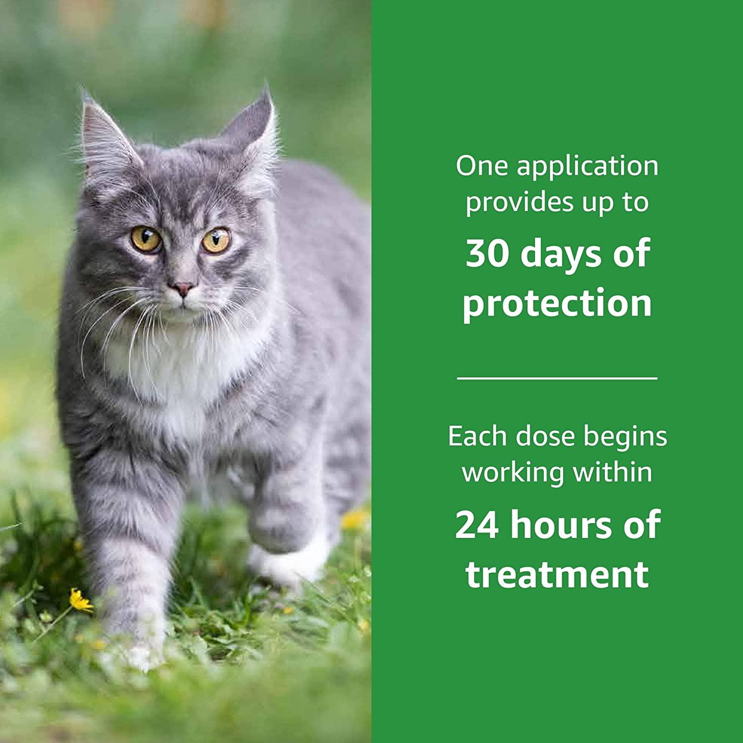 Amazon Basics Flea and Tick Topical Treatment for Cats over 1.5 pounds