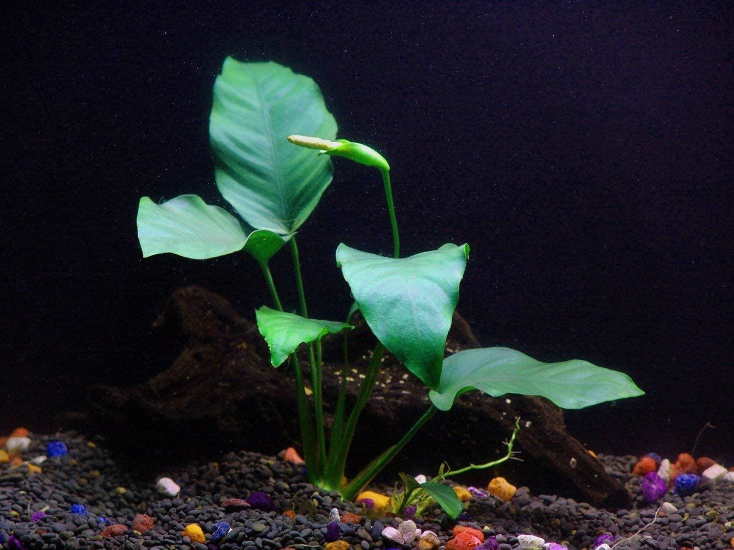 Florida 10 Species Live Aquarium Plants Bundle