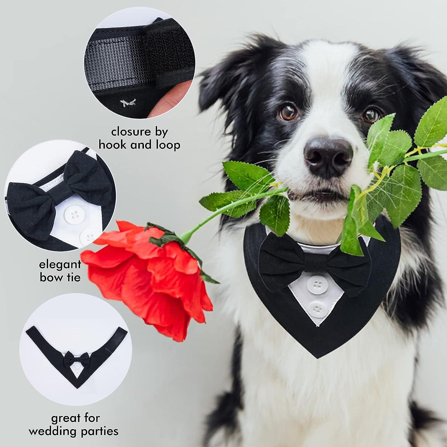 Dog wedding shop bow tie collar