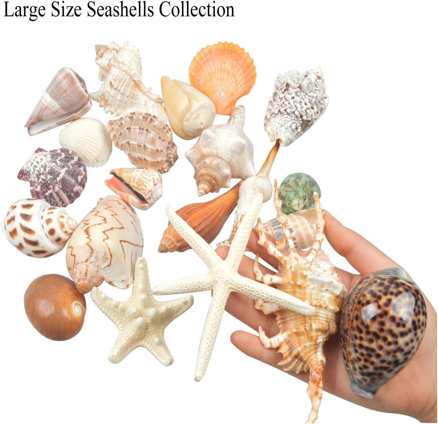 Jangostor 48 PCS Starfish, Mixed Starfish 1 to 2 and 2 to 3 Knobby  Starfish Natural Seashells Starfish Perfect for Wedding Decor Beach Theme