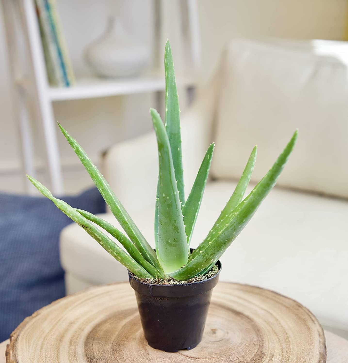 Live Aloe Vera Succulent Plant in 3.5 Inch Pot by Plants for Pets - Indoor  House Plant | Buy Now with Express International Delivery | GoSupps.com