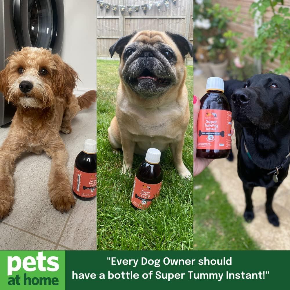 Image showcasing Buddy & Lola Fast-Acting Dog Diarrhea Treatment with Electrolytes - 20 ...