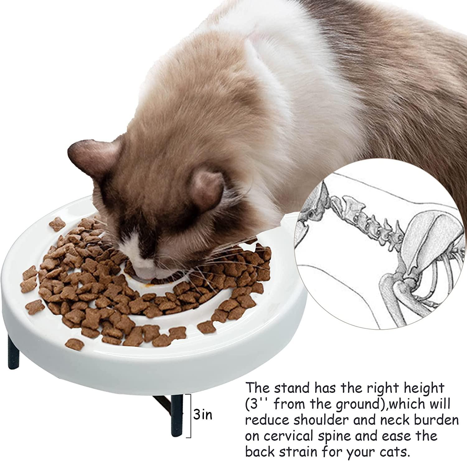 The Best Way to Maintain your Kitten's Digestive and Overall Health is an Elevated  Cat Feeder - Modern Cat