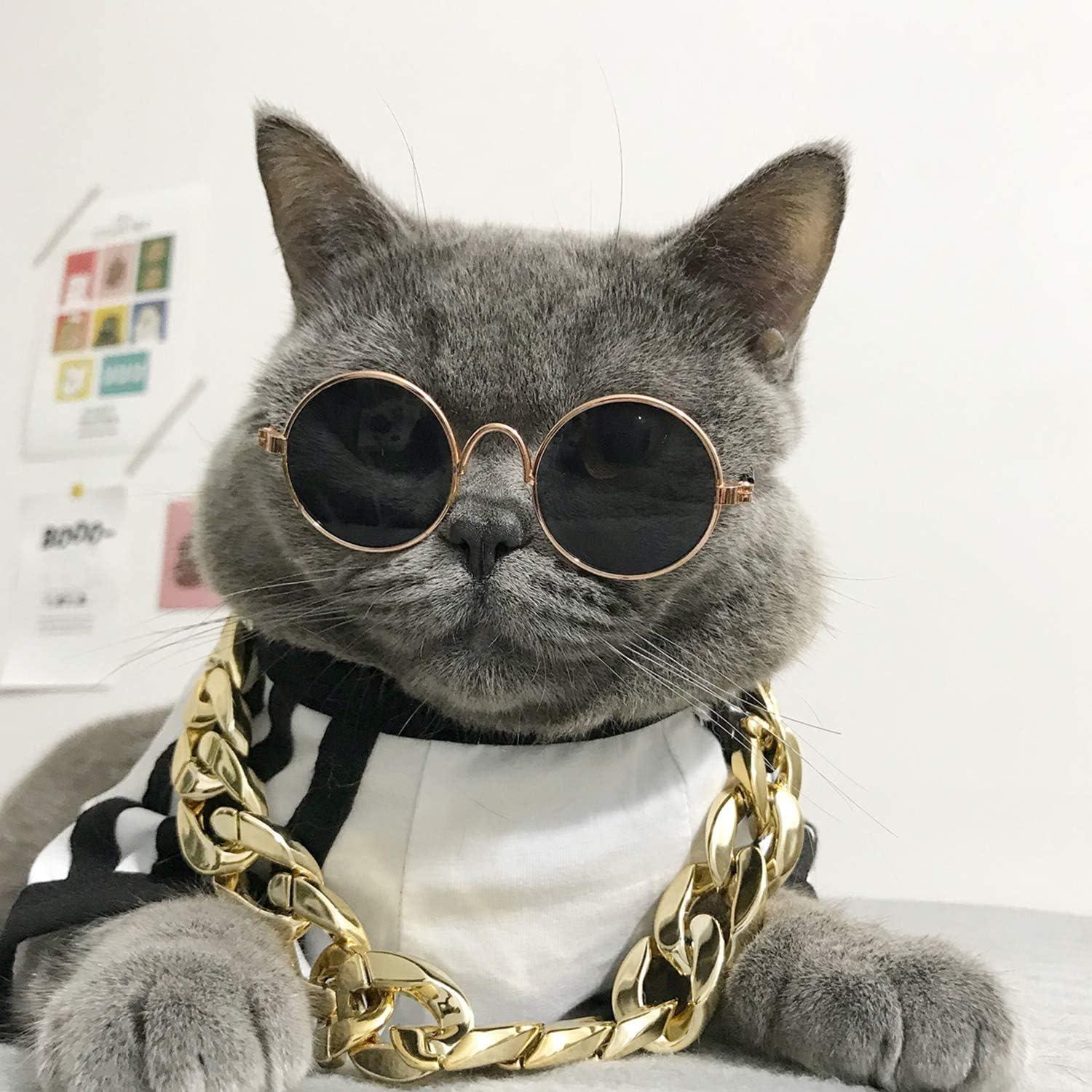cats wearing glasses
