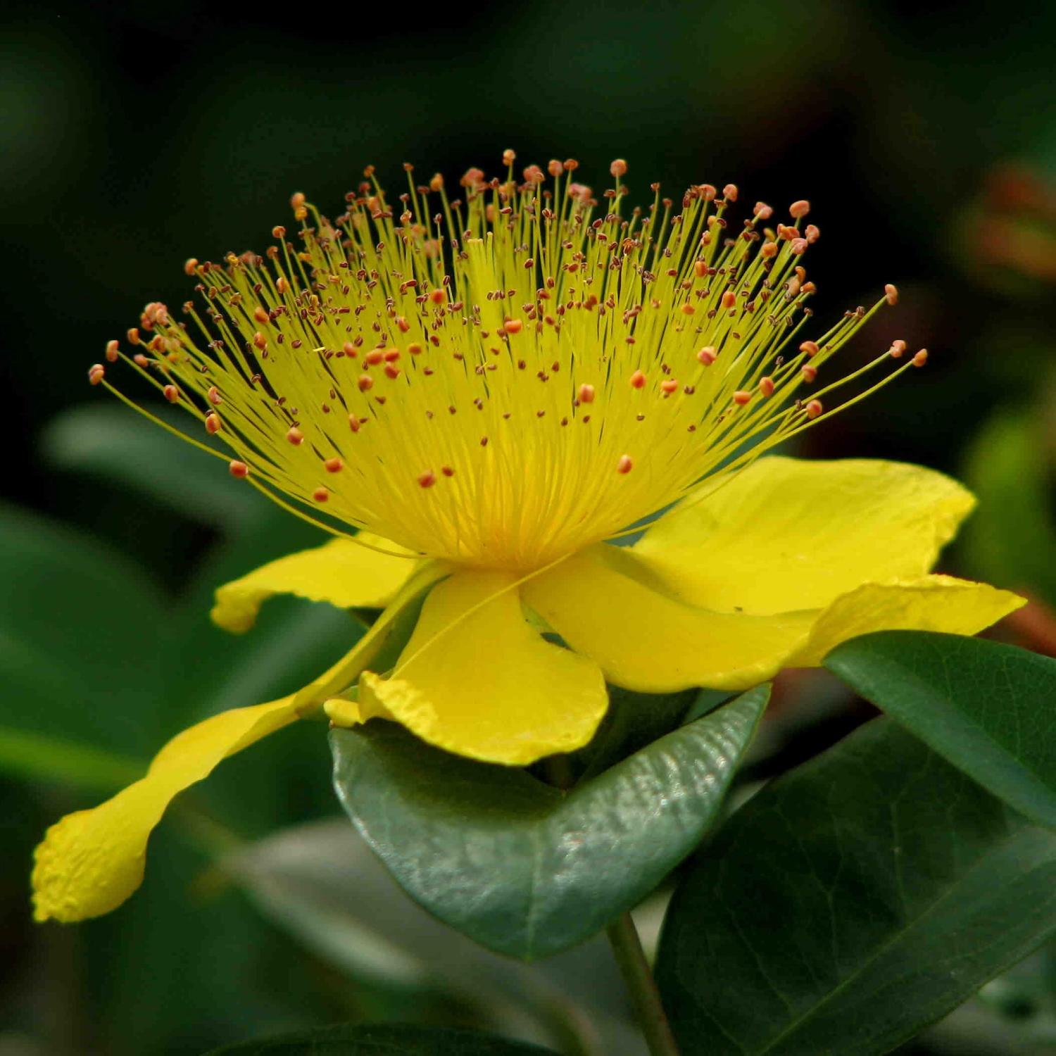 St. John's Wort Seeds 1000 Heirloom NonGMO Hypericum Perforatum for