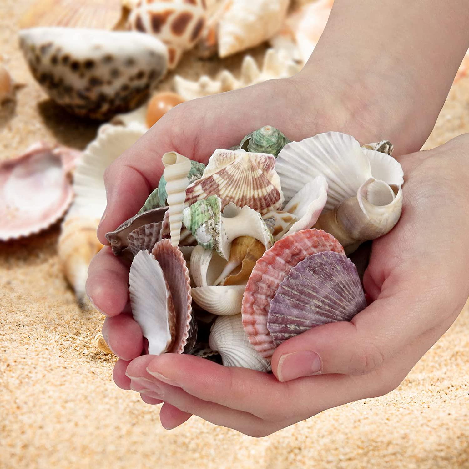 Weoxpr 200pcs Sea Shells Mixed Ocean Beach Seashells, Various Sizes Natural  Seashells for Fish Tank, Home Decorations, Beach Theme Party, Candle  Making, Wedding Decor, DIY Crafts, Fish Tan