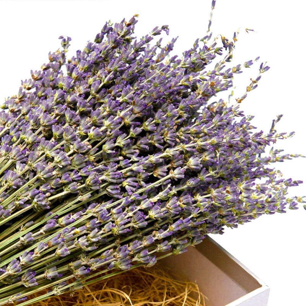 TooGet Natural Lavender Bundles Freshly Harvested 400+ Stems Dried