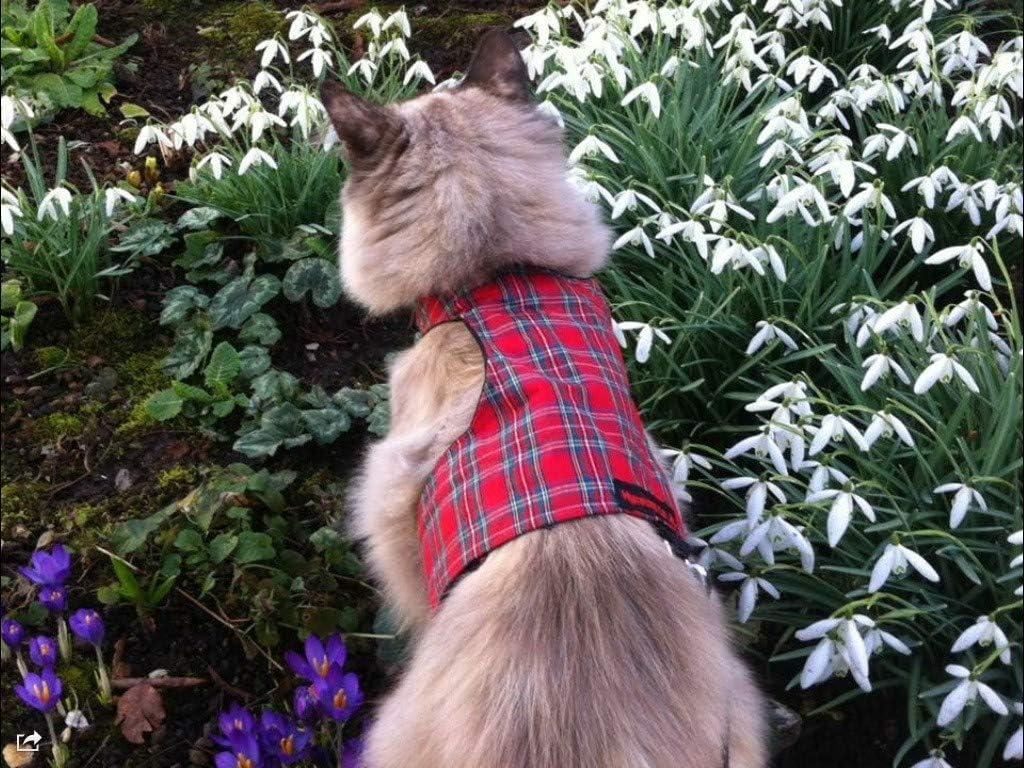 Mynwood Cat Jacket Geschirr - Ausbruchsicher Für Katzen, Rot