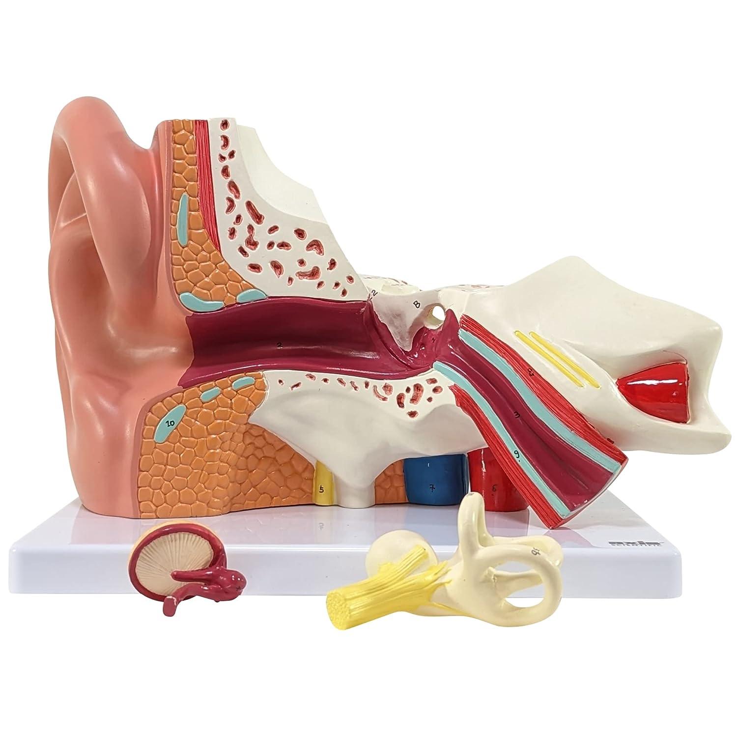 Axis Scientific Human Ear Model 5X Enlarged 4D Anatomy Model with 3