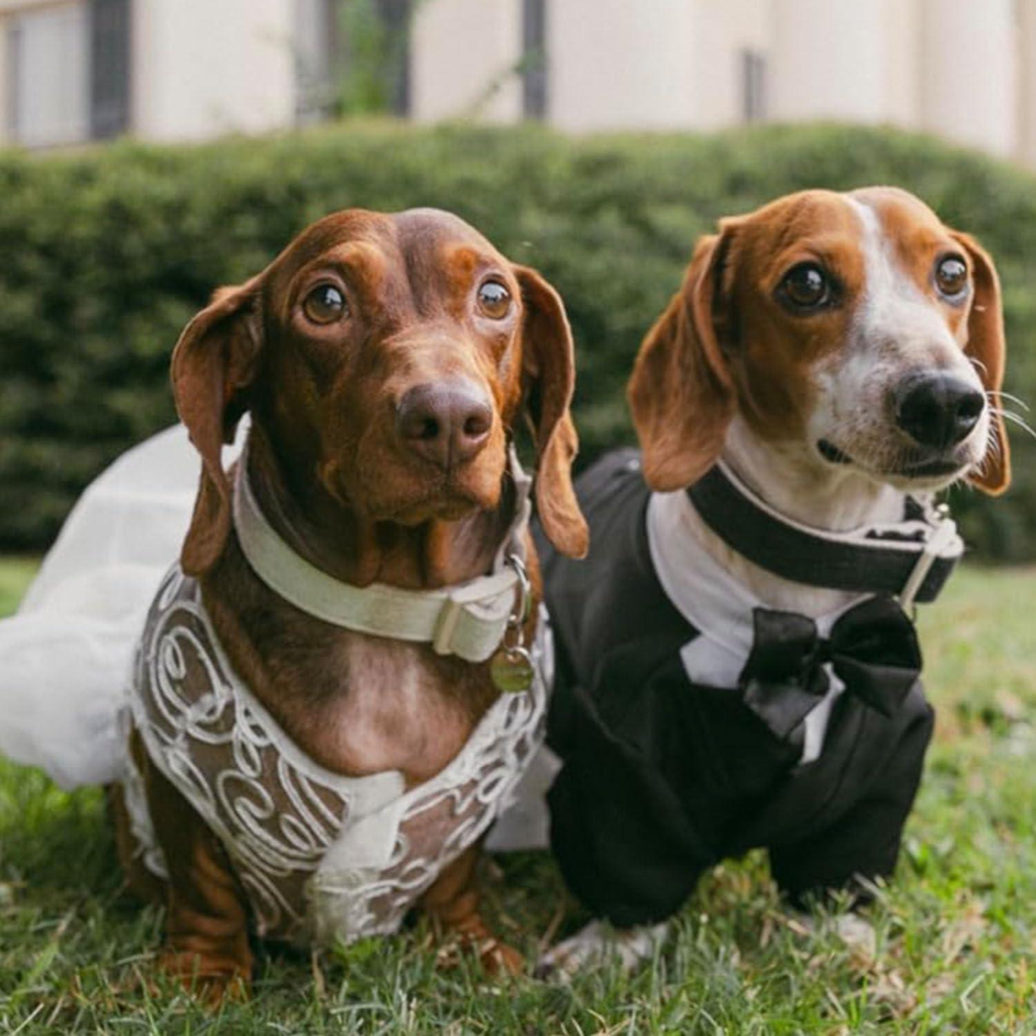 Hollow Dog Wedding Dress Tutu Rock Luxury Pearl Loop Christmas Costume for Small  Dogs - Elegant Pet Clothing in White | Buy Now with Express International  Delivery | GoSupps.com