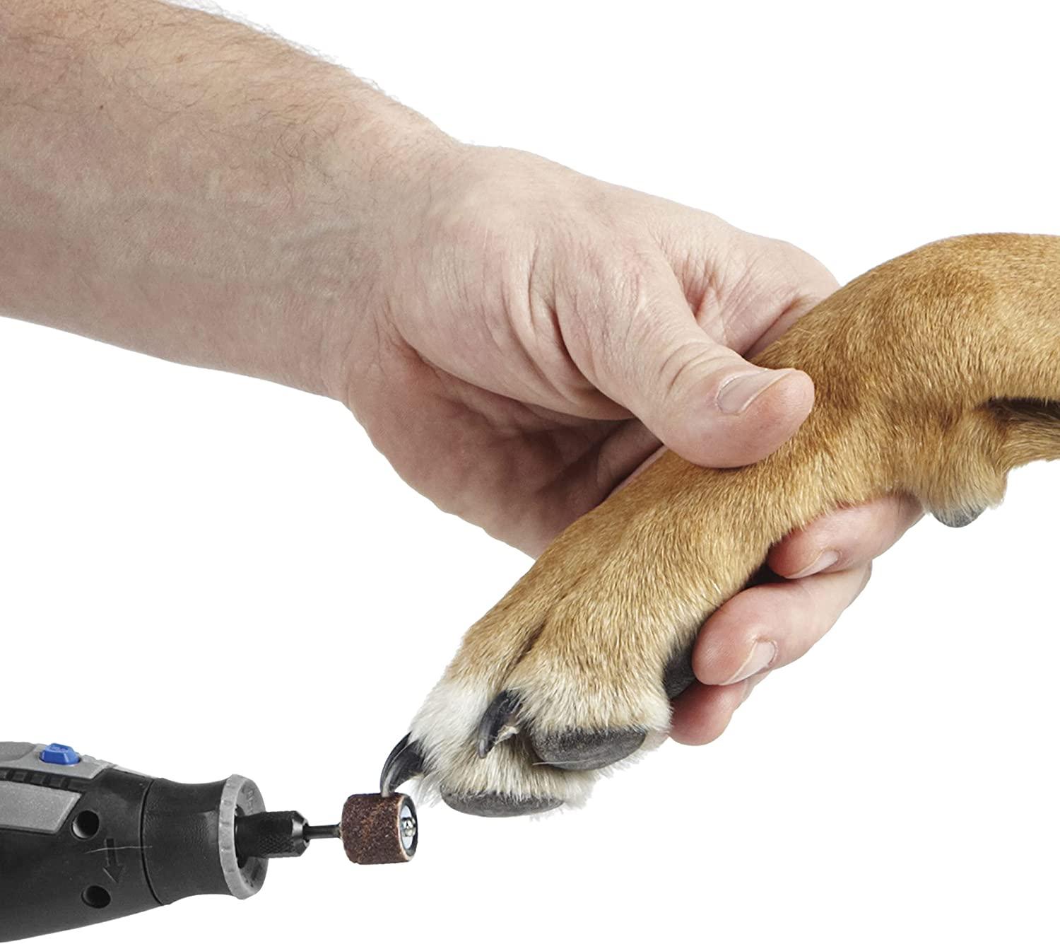 The best dog nail grinders of 2024 | Popular Science