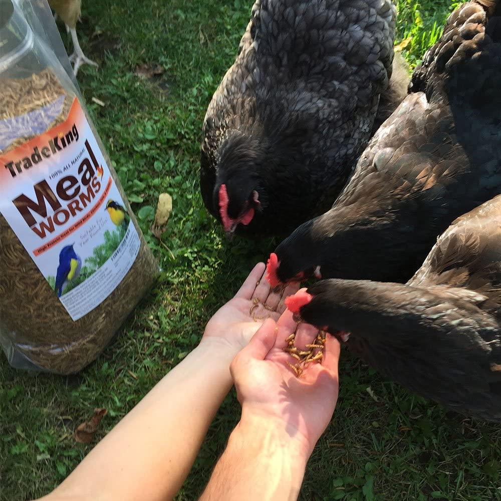 TradeKing 2 lb Dried Mealworms High Protein Treat for Wild Birds