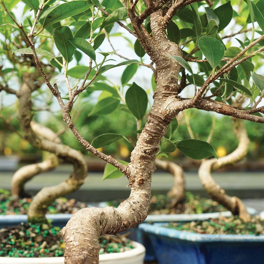Brussel's Live Golden Gate Ficus Indoor Bonsai Tree - 4 Years Old 5 to 8  Tall with Decorative Container Small Ceramic Pot