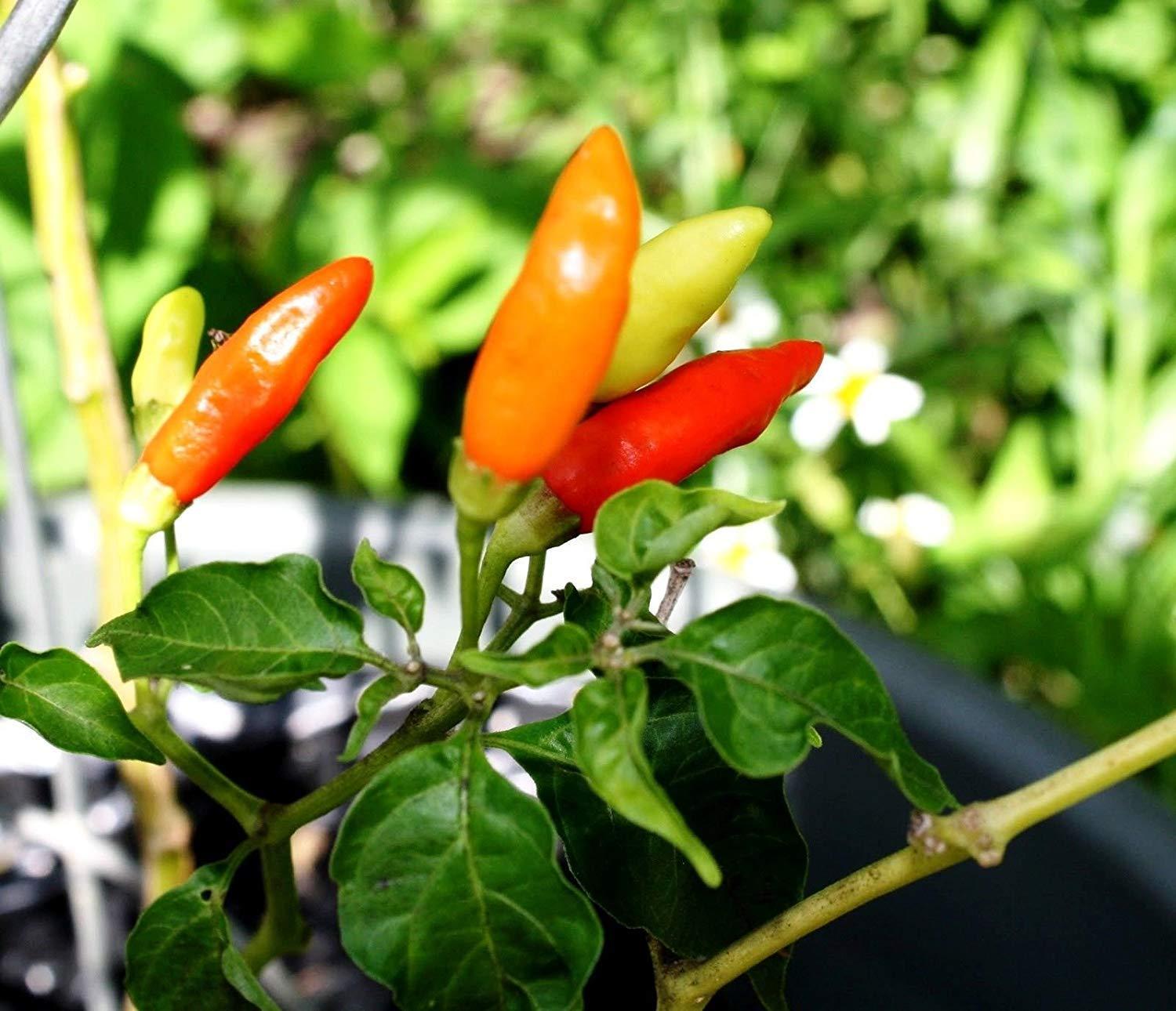 Assortimento Infernale Di Semi Di Peperoncino – Oltre 500 Semi, Miscela SHU Piccante