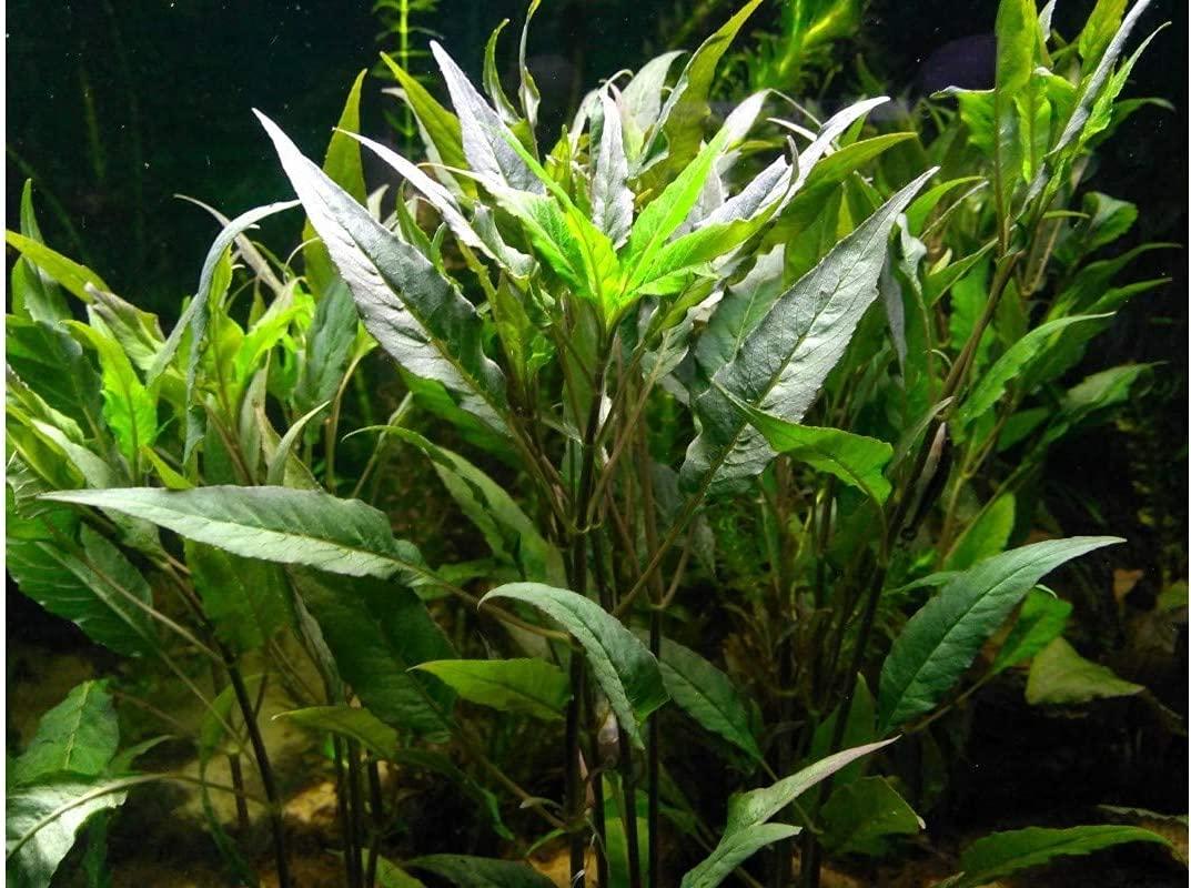 Florida 10 Species Live Aquarium Plants Bundle Vibrant and Diverse
