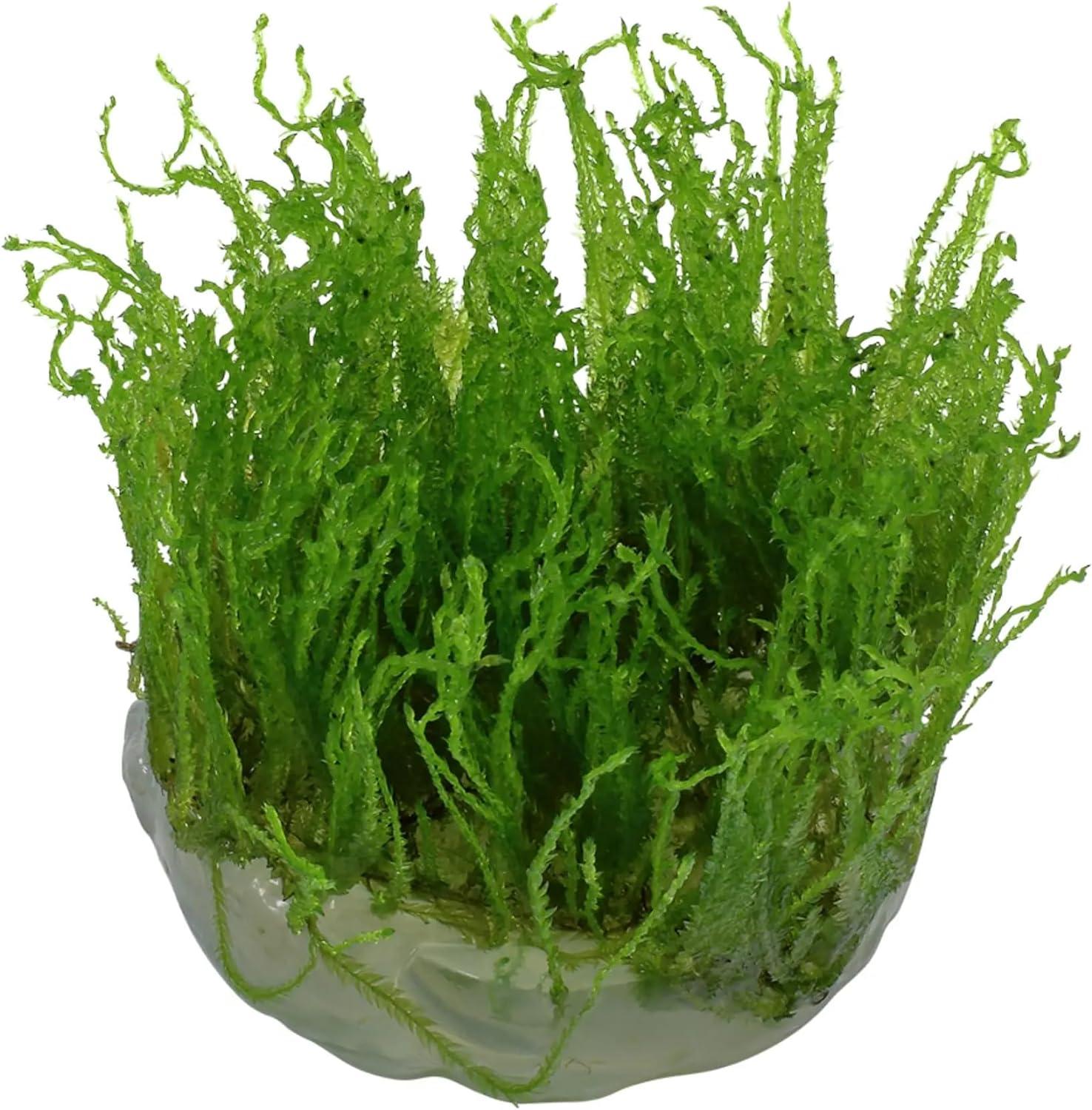 Muschio Taiwan Moss Per Acquario - Plants 1-2-GROW! TAXIPHYLLUM, Per Aquascaping - Foto 5