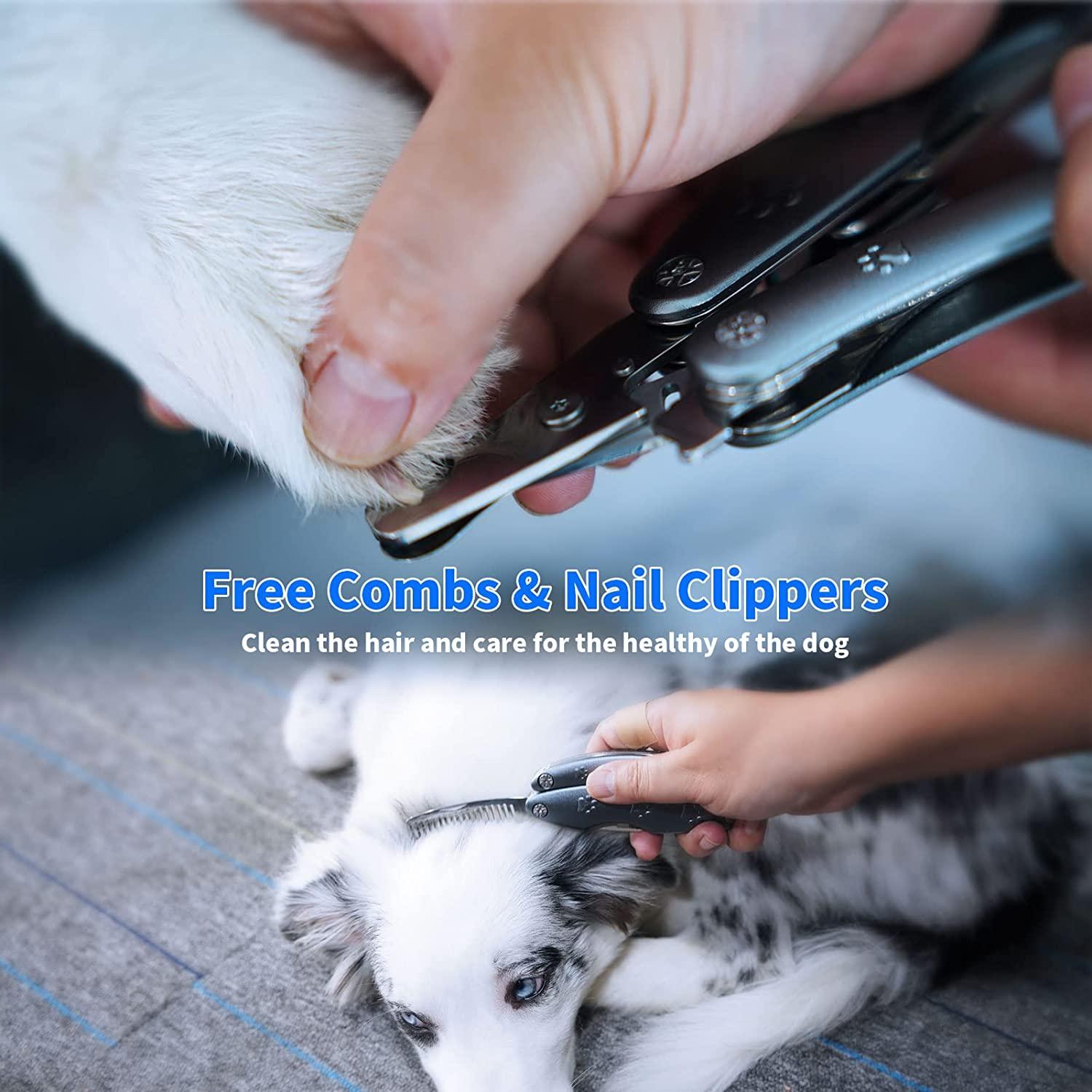 Dog nail trim hi-res stock photography and images - Page 2 - Alamy