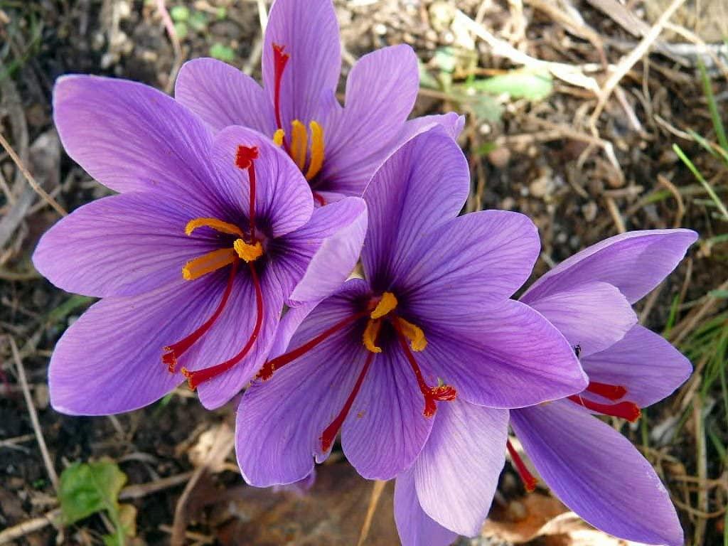 Saffron Crocus 25 Bulbs + Saffron Bulb Food Crocus Sativus Fast