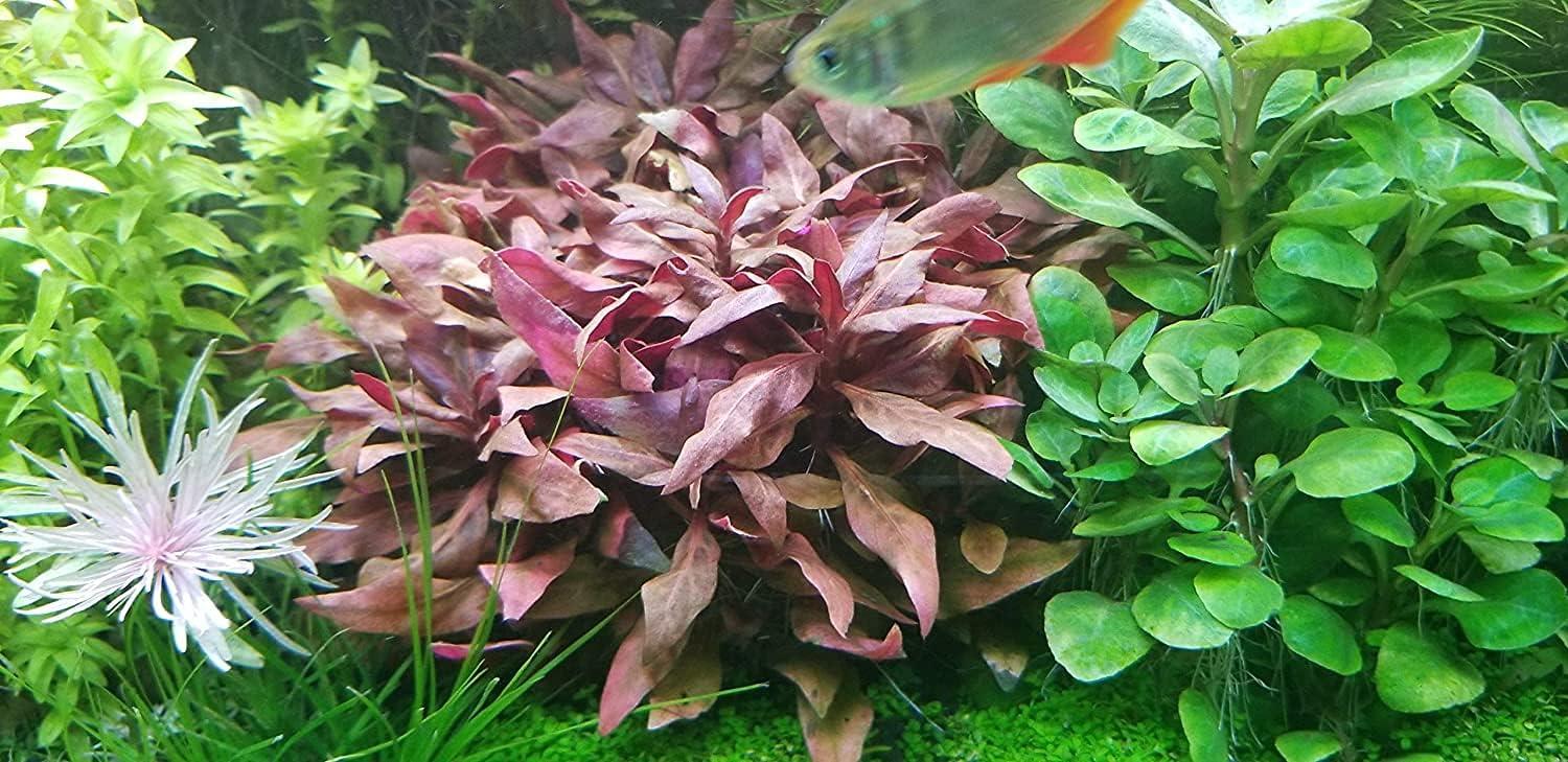 Live Plants - Aquariums & Accessories - Fish & Aquatic Pets - Pet Supplies - Categories