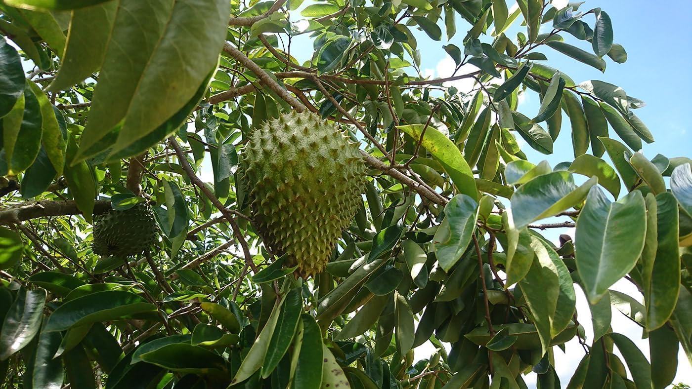 100% SOURSOP-JUICE. Unfiltered & Vegan