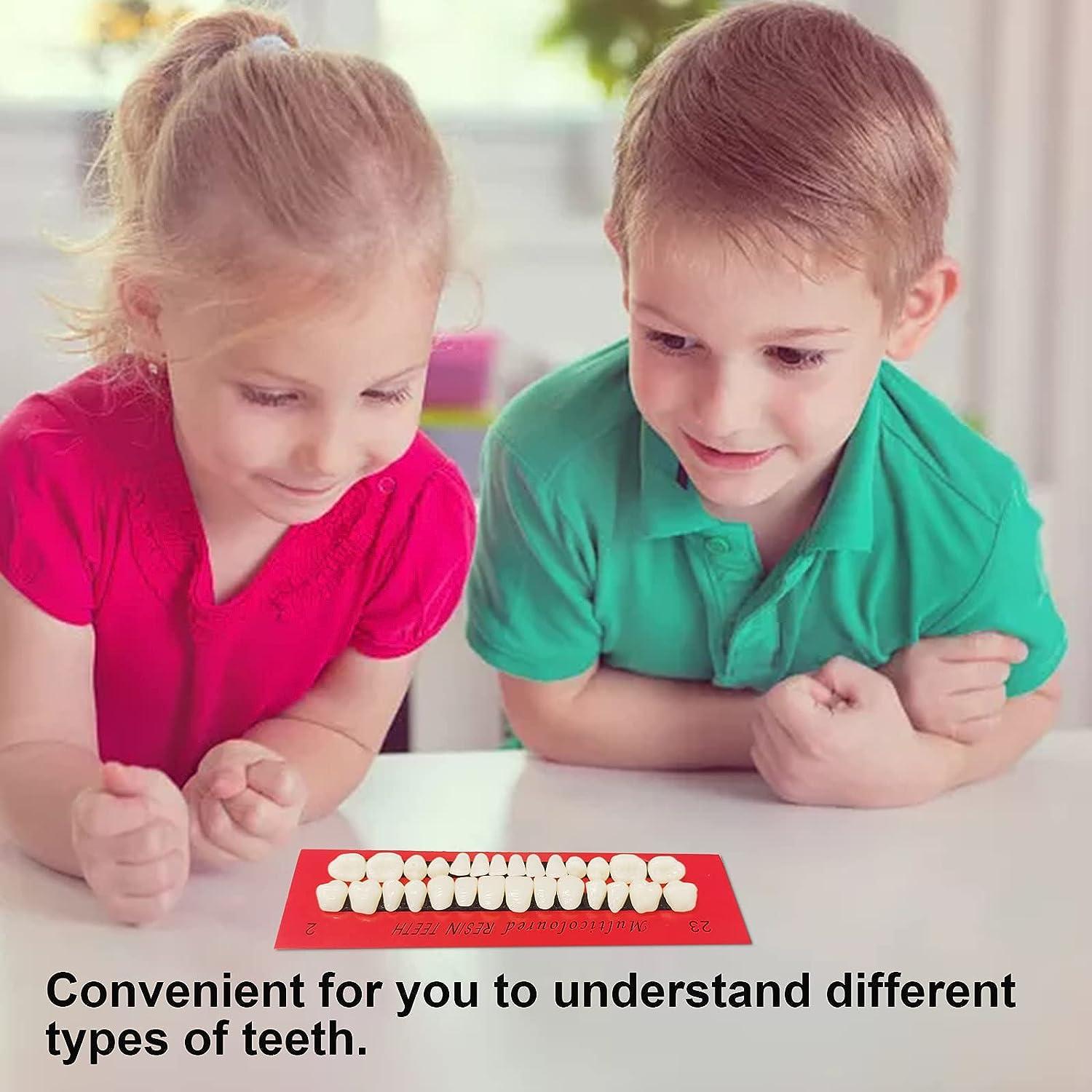 4 Sets Acrylic Resin Fake Teeth Dentures for DIY Halloween 112 PCS