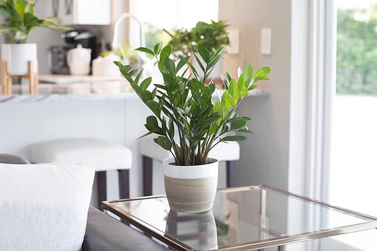 Costa Farms ZZ Plant in 12-Inch White-Natural Dcor Planter for Great Room  Decor | Buy Now with Express International Delivery | GoSupps.com