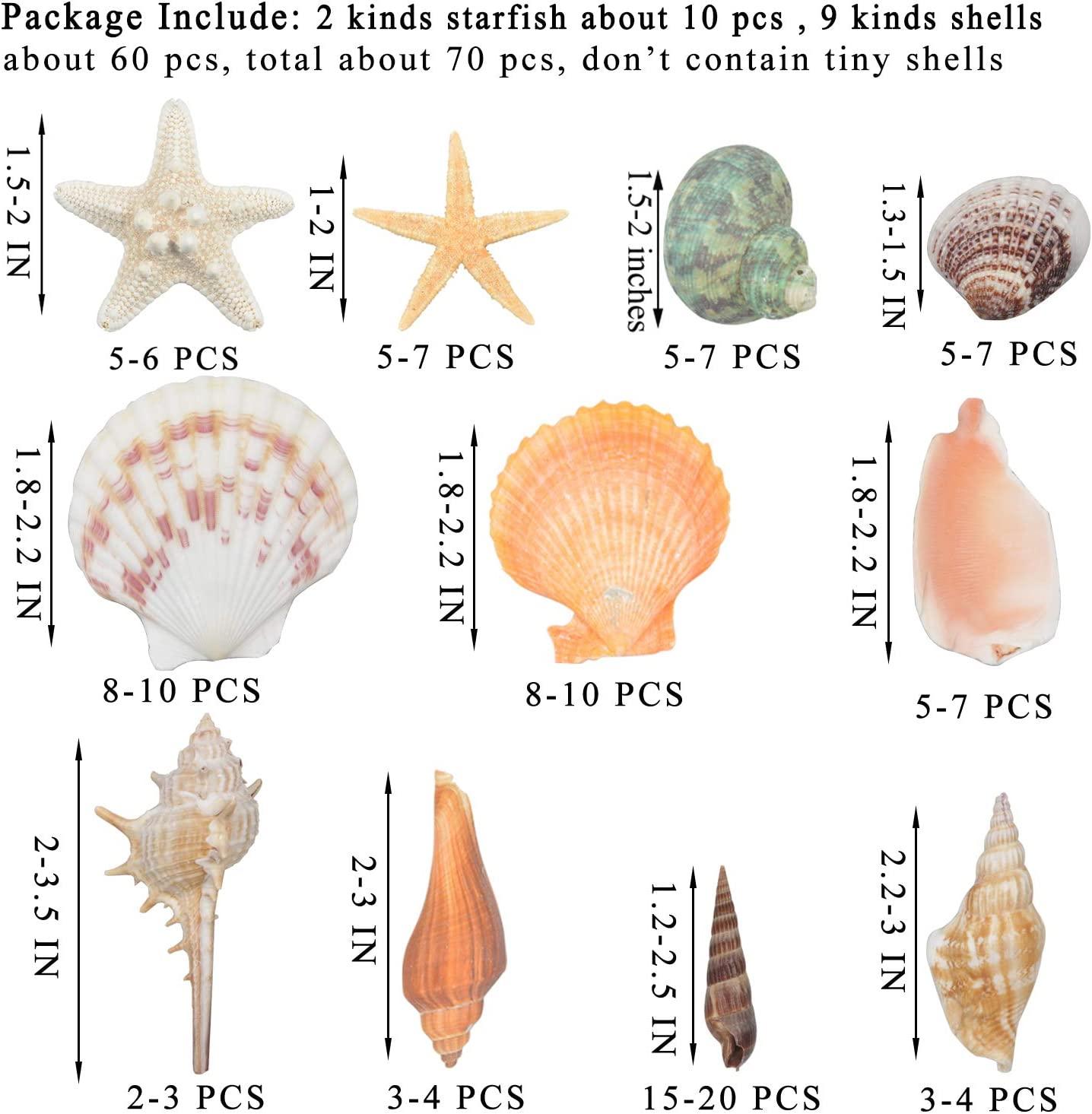 gopiter Sea Shells - 1.5'' to 2.5'' Mixed Beach Seashells Starfish -  Natural sea Shells for Crafting Fish Tank Vase Fillers Beach Theme Party  Wedding