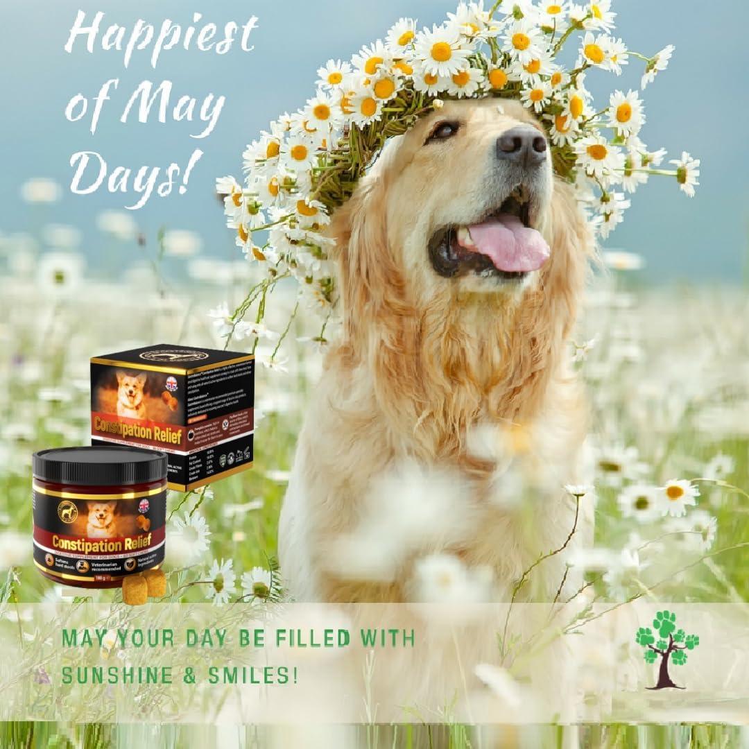 bowel movement natural laxative for dogs