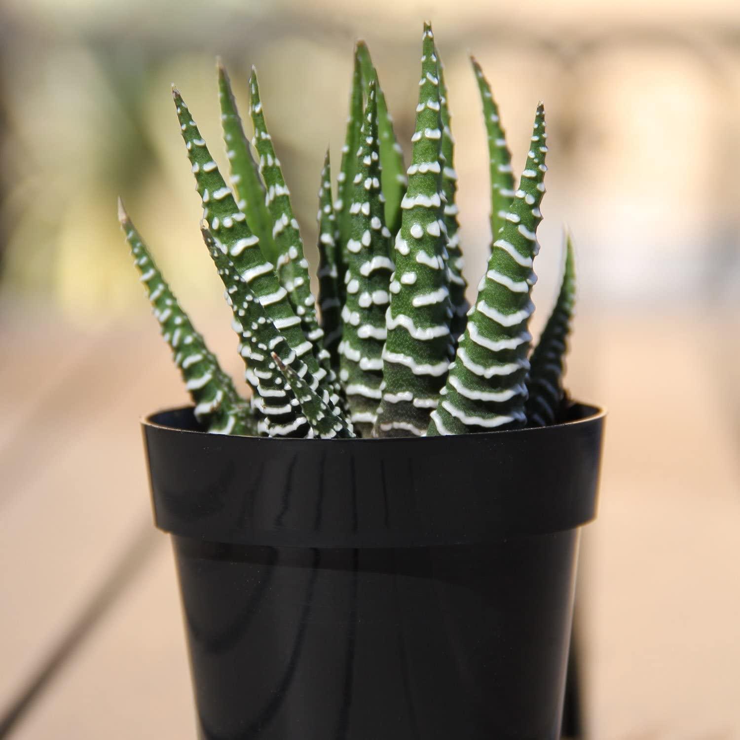 Altman Plants Assorted Live Succulents Desk Buddy Collection - Easy Care  Indoor Plants - 2.5 4 Pack | Buy Now with Express International Delivery |  GoSupps.com