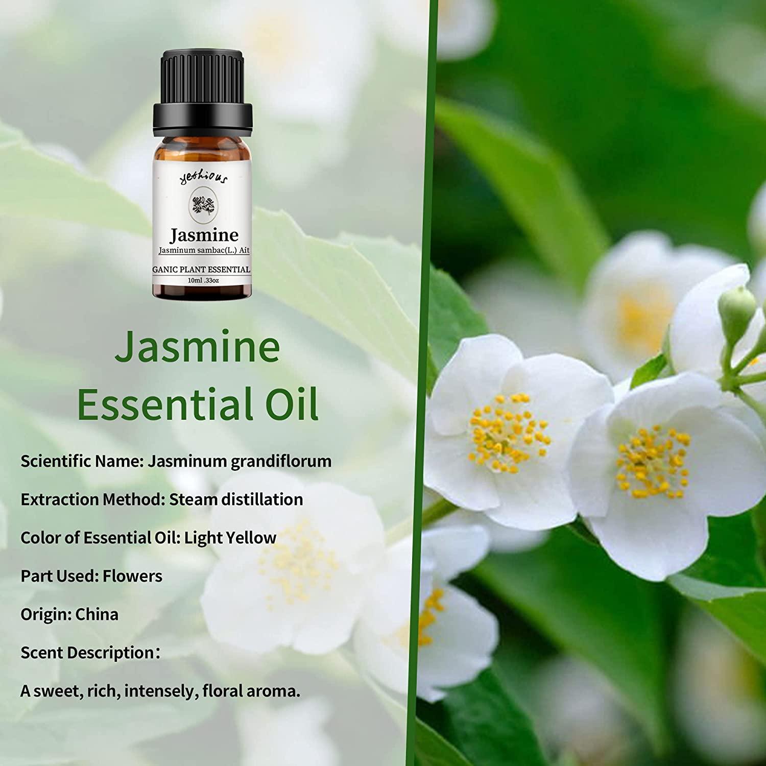 Amazing Benefits of Jasmine Essential Oils - Kusharomaexports
