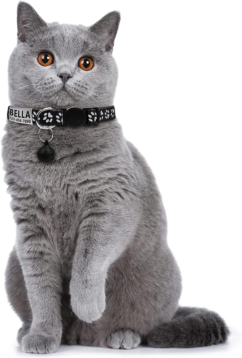 Custom kitten collar sale