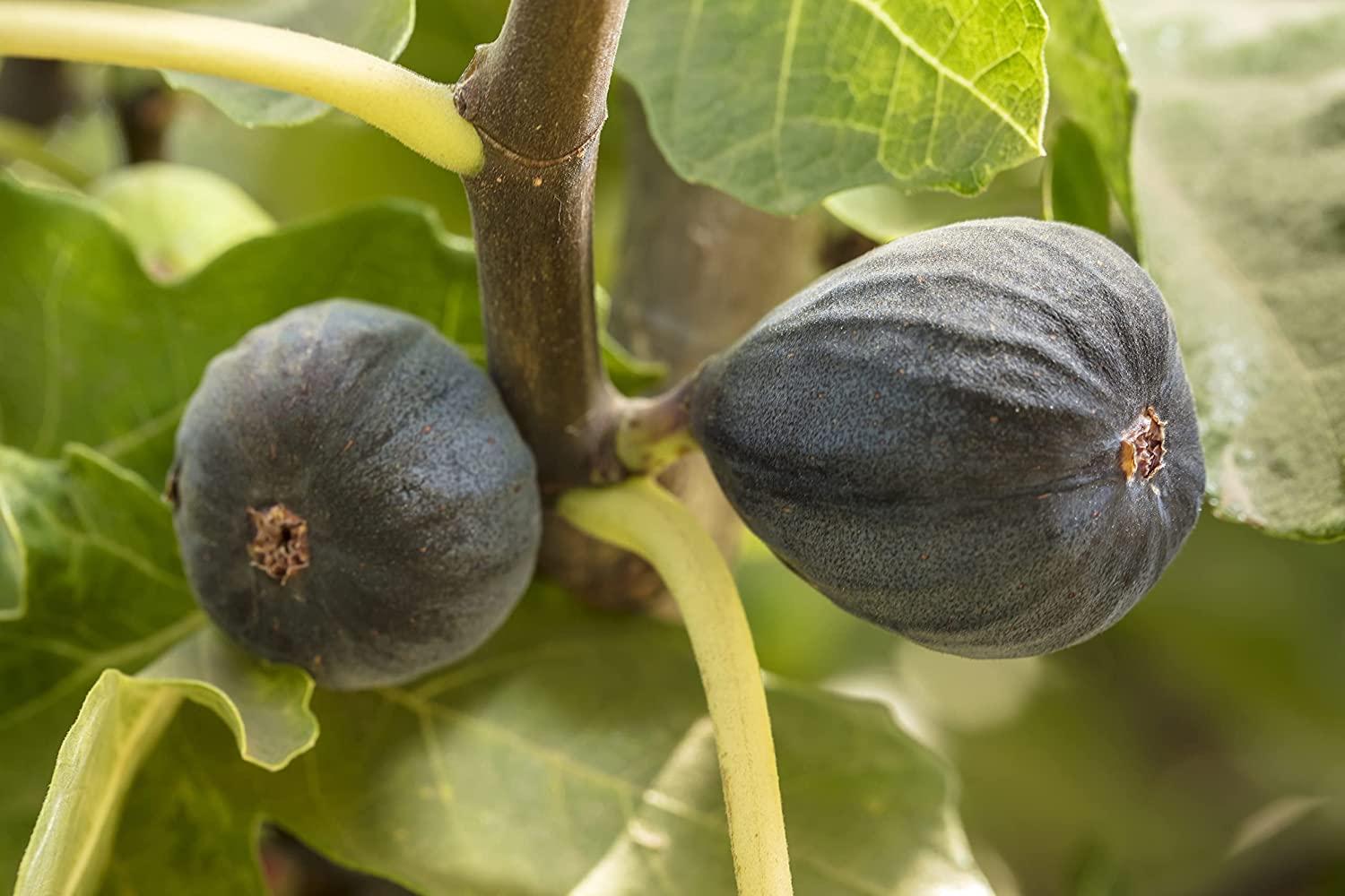 Nutra Fig Organic Dried Black Mission Figs Organic Dried Black Figs