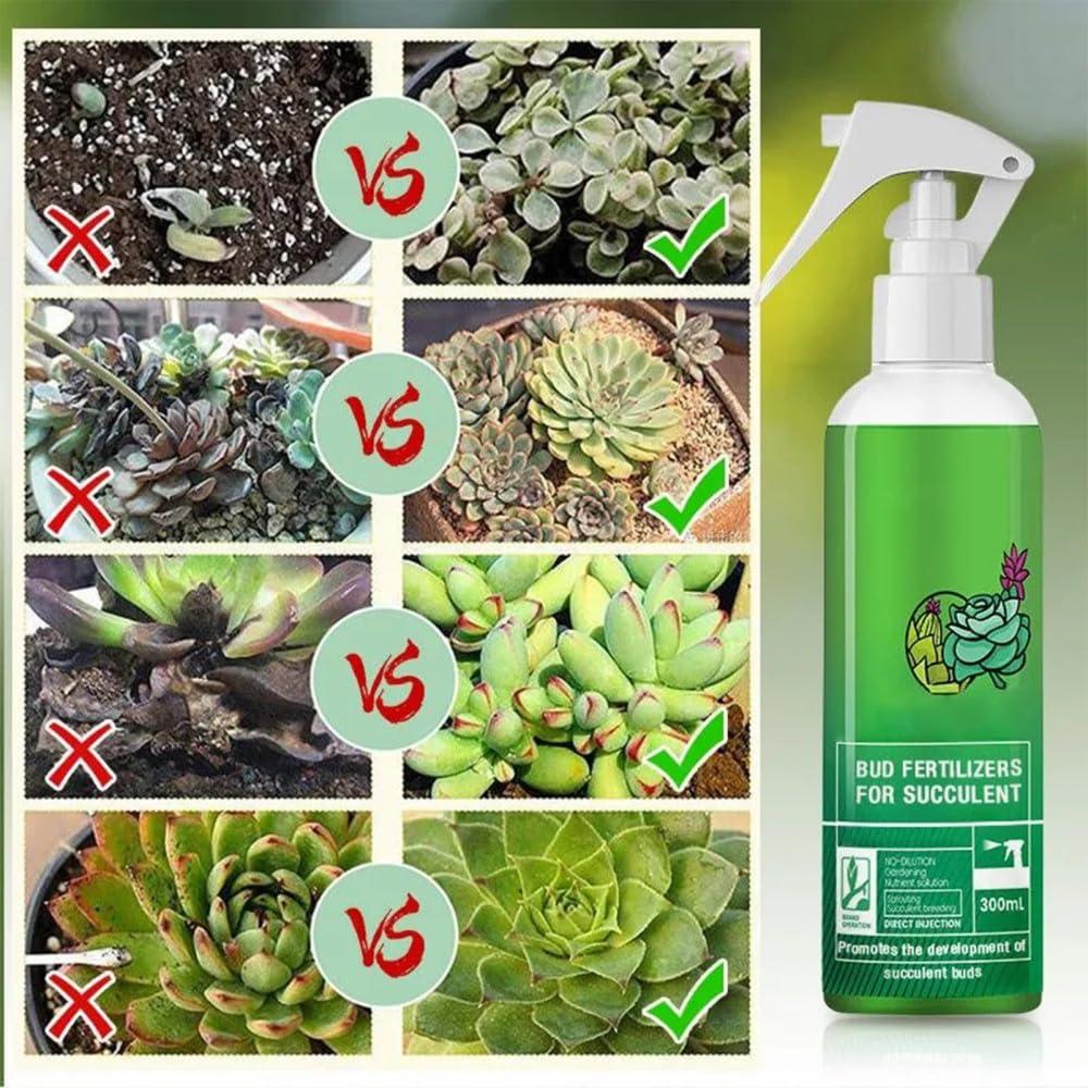 Generic Succulent Plant Bud Fertilizers Organic Succulent Plant Bud  Fertilizer for Succulent Planting Accessories | Buy Now with Express  International Delivery | GoSupps.com