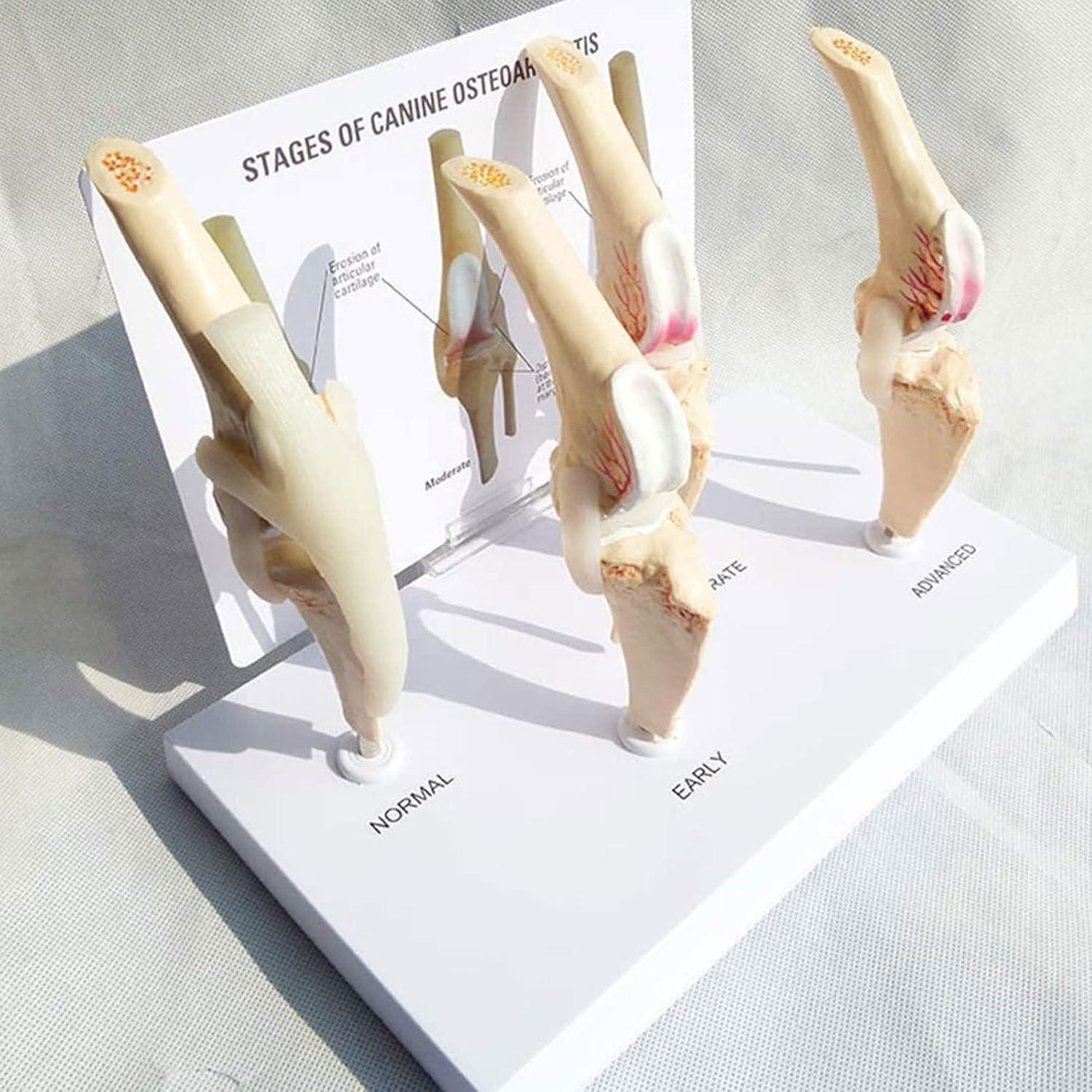 Anatomy Osteoporosis Dog Hip Model Dog Skeleton Animal Skeleton Canine Pet Veterinary Teaching PVC model main image 1